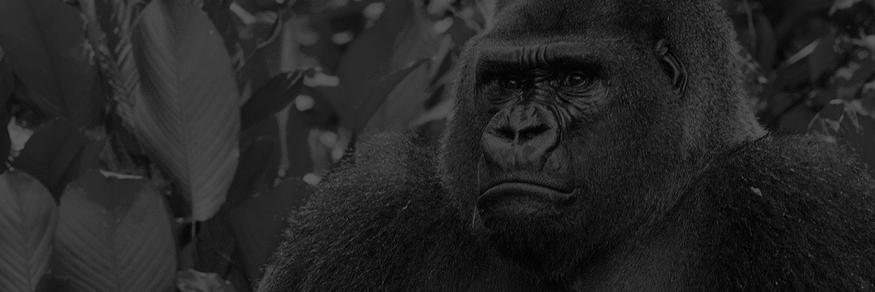 ai-vs.-av---gorillas-and-germans-and-gartner-oh-my…